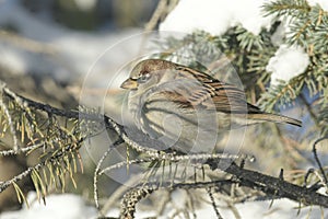 Pudgy male House Sparrow patiently perched in a coniferous tree