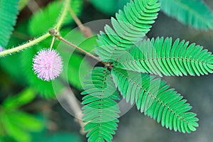 Pudica mimosa wild flower