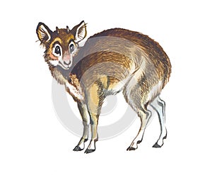 Pudu