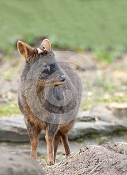 Pudu