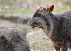Pudu