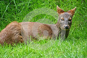 Pudu Deer