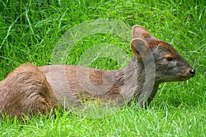 Pudu Deer