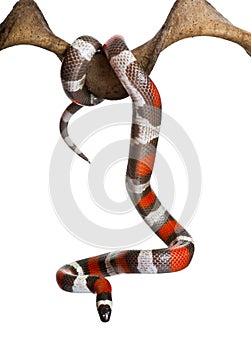 Pueblan milk snake or Campbell's milk snake