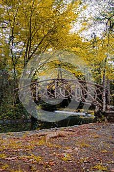 Puente de madera entre la naturaleza photo