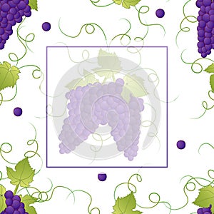 Pueple Grape Banner on White Background2