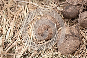 Pueraria mirifica or white kwao krua, tubers on nature background