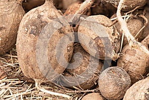 Pueraria mirifica or white kwao krua, tubers on nature background