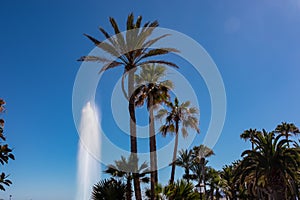 Puerto de la Cruz - Palm trees standing in front of the water park Lago Martianez in Puerto de la Cruz, Tenerife
