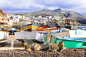 Puerto de Sardina - traditional fishing village in Gran Canaria. Colorful boats with cats. Canary islands photo