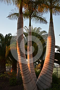 Puerto del Rosario, Fuerteventura - December 28, 2018: Beautiful view to tropical island resort garden with palm trees, flowers