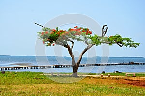 Puerto Esperanza photo