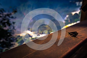 Puerto Iguazu - June 24, 2017: Insect at the Iguazu Waterfalls, Wonder of the world, at Puerto Iguazu, Argentina