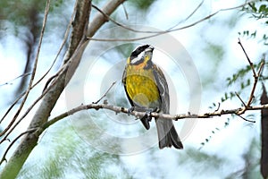 Puerto Rican Spindalis