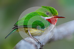 Puerto Rican Tody endemic to Puerto Rico