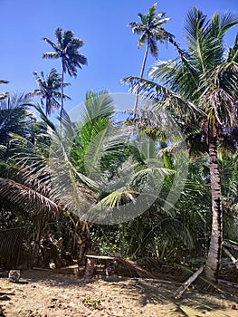 Playa Espinar Aguada Puerto Rico Jungle photo