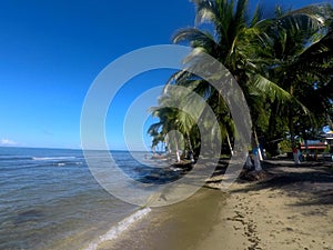 Palms tree in Puerto Viejo beach, Costa Rica. photo