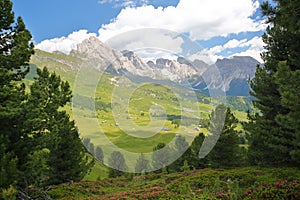 Puez Odle mountain range viewed from a hiking path leading to Mount Pic above Raiser Pass with colorful flowers and trees in the