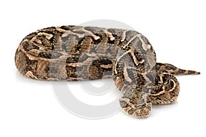 Puff adder photo