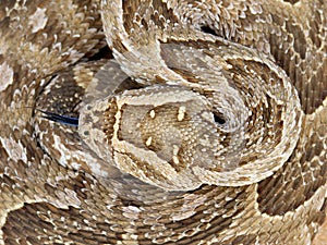 Puff adder