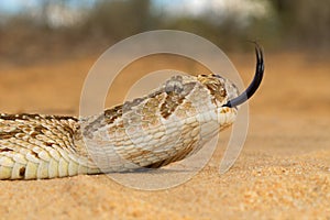 Puff adder