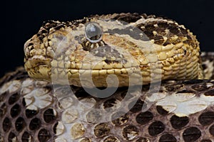 Puff adder