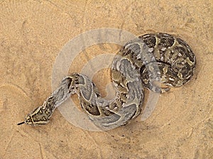 Puff adder