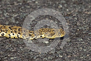 Puff adder