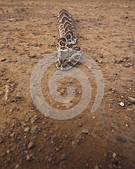 The Puff Adder (Bitis ariens)