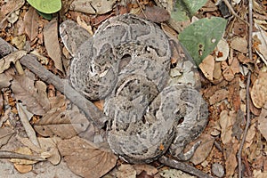 Puff adder Bitis arietans