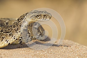 Puff Adder, (Bitis arietans) South Africa