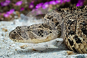 Puff Adder, a dangerously venomous snake viper from South Africa.