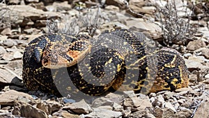 Puff Adder, a dangerously venomous snake viper from South Africa.