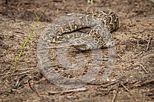 Puff adder feeding on a mouse.