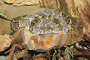 Puff adder photo