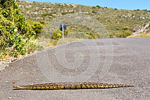 Puff adder viper (Bitis arietans) crossing road