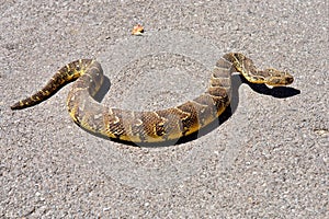 Puff adder viper (Bitis arietans) on the road