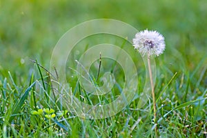 Dandelion in sunlight photo