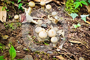 Puff ball fungi