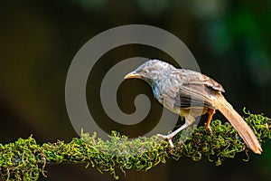 Puff throated Babbler