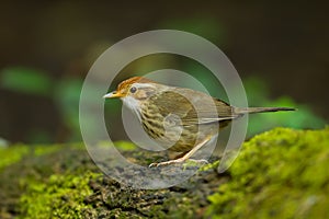 Puff-throated babbler