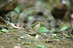 Puff-throated babbler