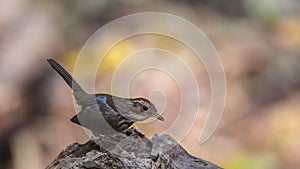 Puff-throated Babbler Eating Live Worm