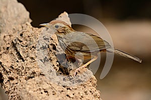 Puff-throated Babbler Pellorneum ruficef