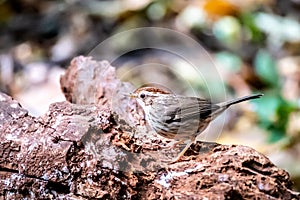 Puff-Throated Babbler perching on a tree trunk