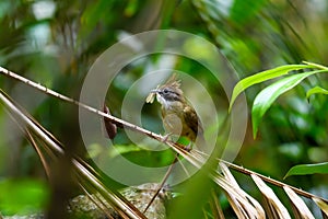 Puff-throated Bulbul bird perching on branch in tropical rainforest