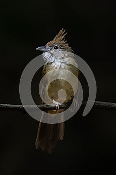 Puff-throated Bulbul perching on a perch looking into a distance