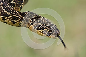 Puffadder Snake