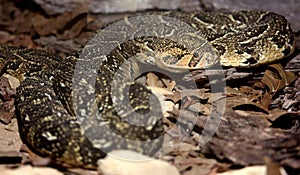 Puffadder Snake