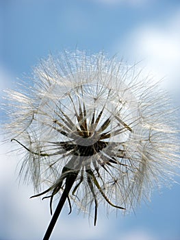 Puffball against the sky